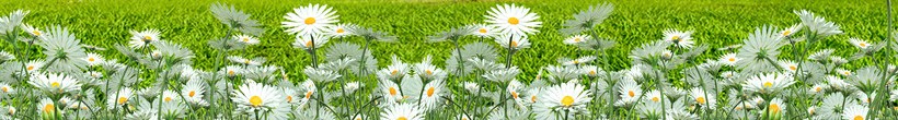 頂部橫條banner左